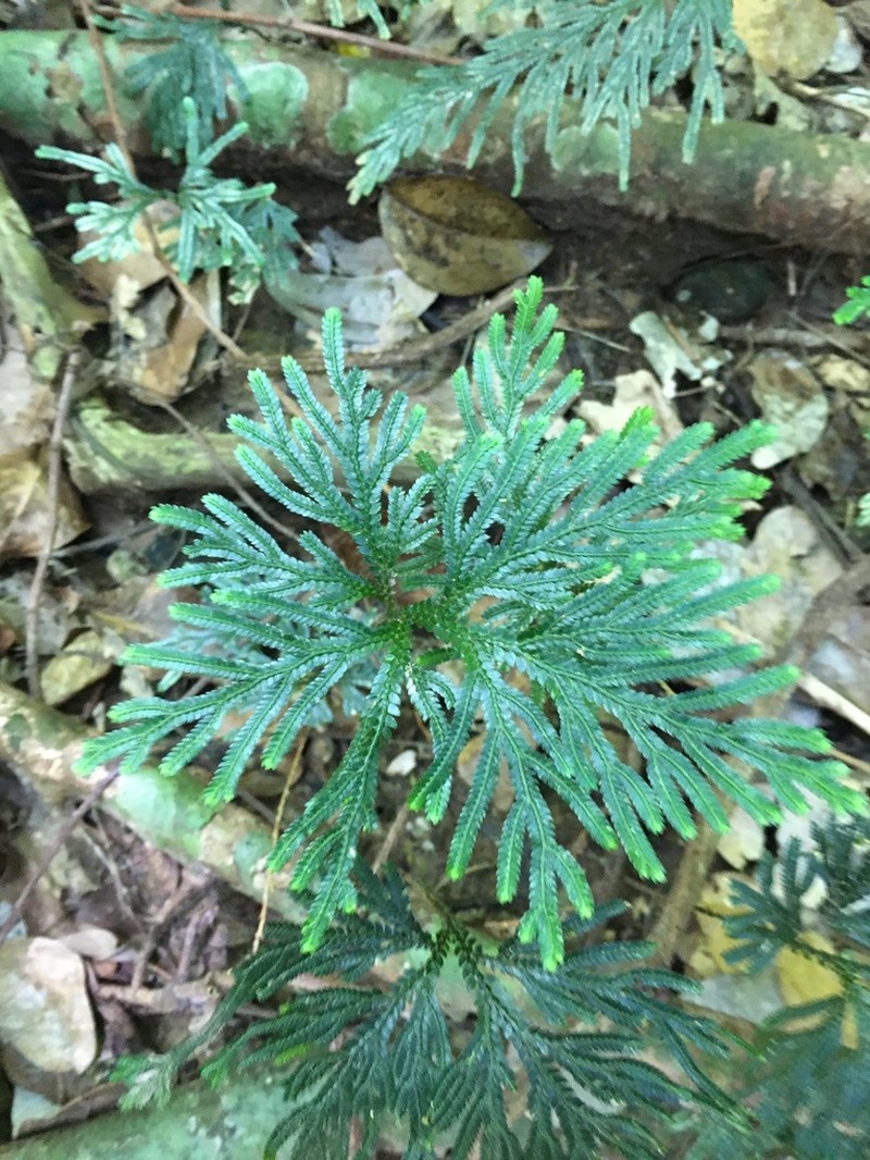 Selaginella firmuloides photo 4
