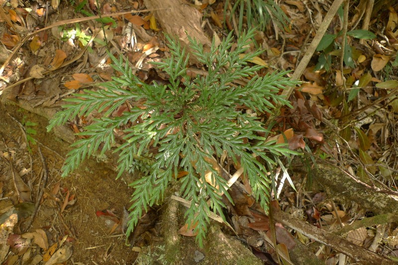 Selaginella firmuloides photo 5