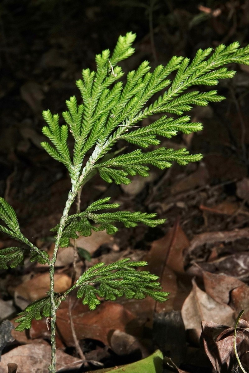 Selaginella firmuloides photo 6