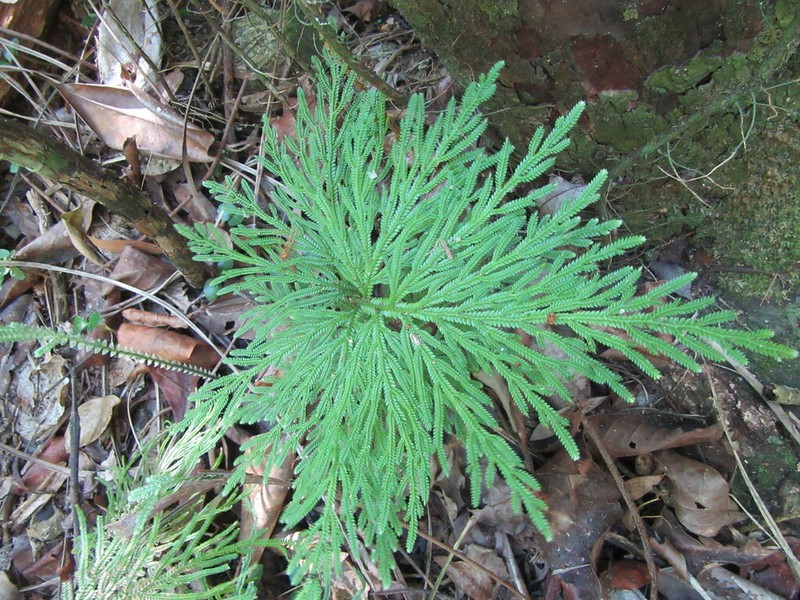 Selaginella firmuloides photo 7