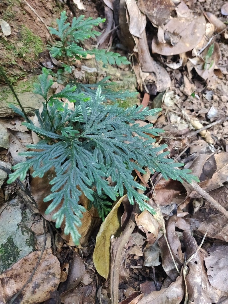 Selaginella firmuloides photo 8