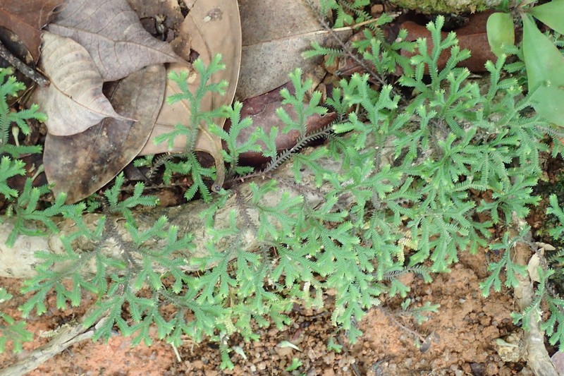 Selaginella fissidentoides