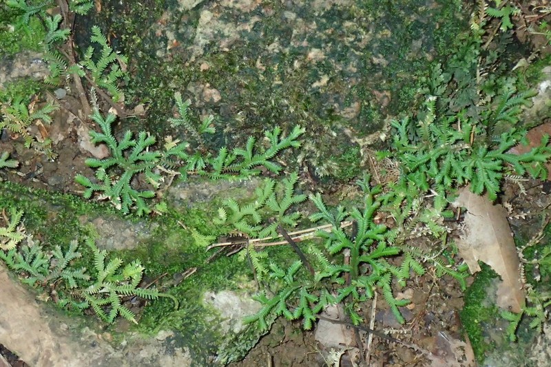 Selaginella fissidentoides photo 2