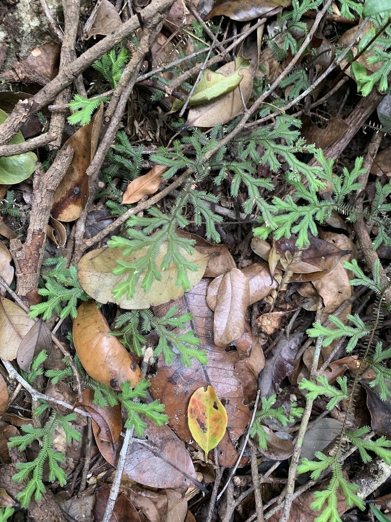 Selaginella fissidentoides photo 3