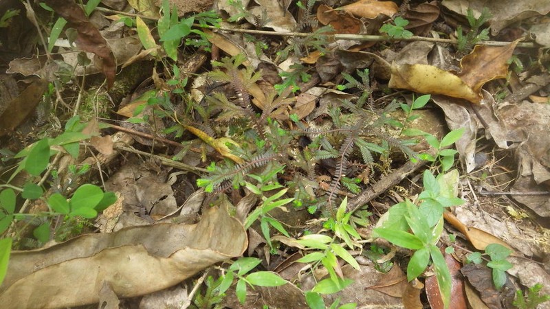 Selaginella fissidentoides photo 4