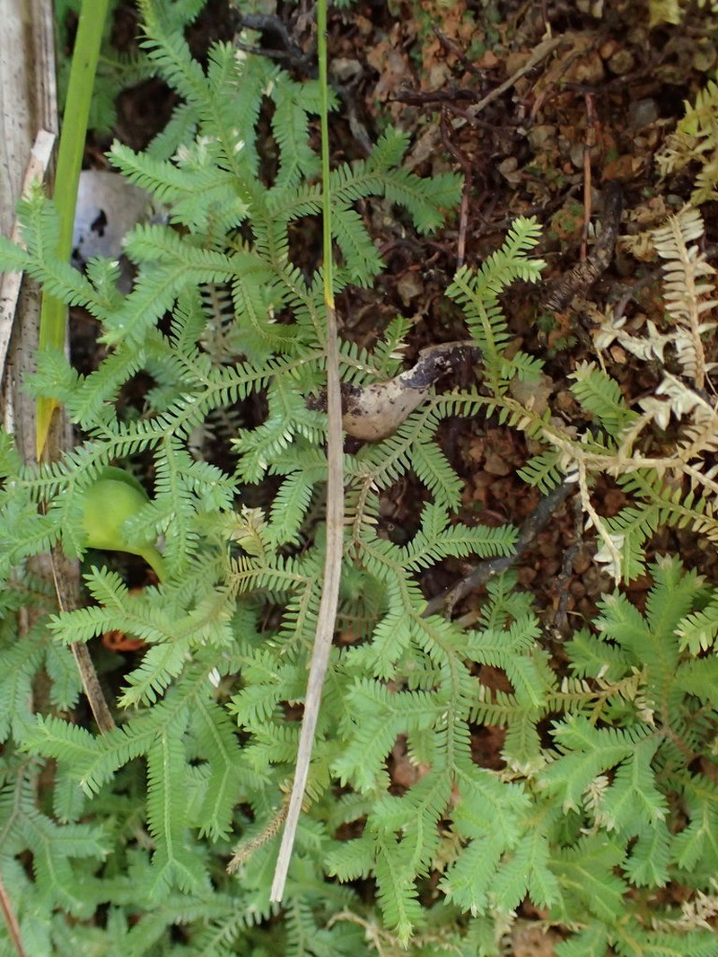 Selaginella fissidentoides photo 5