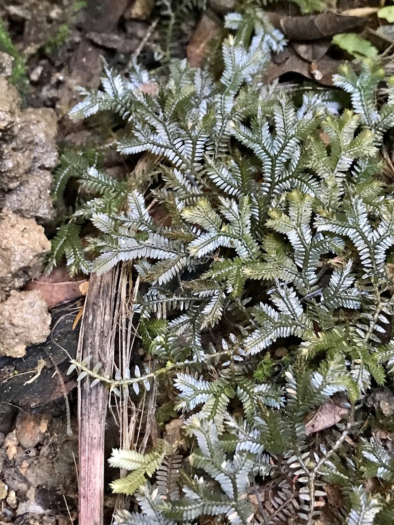 Selaginella fissidentoides photo 6