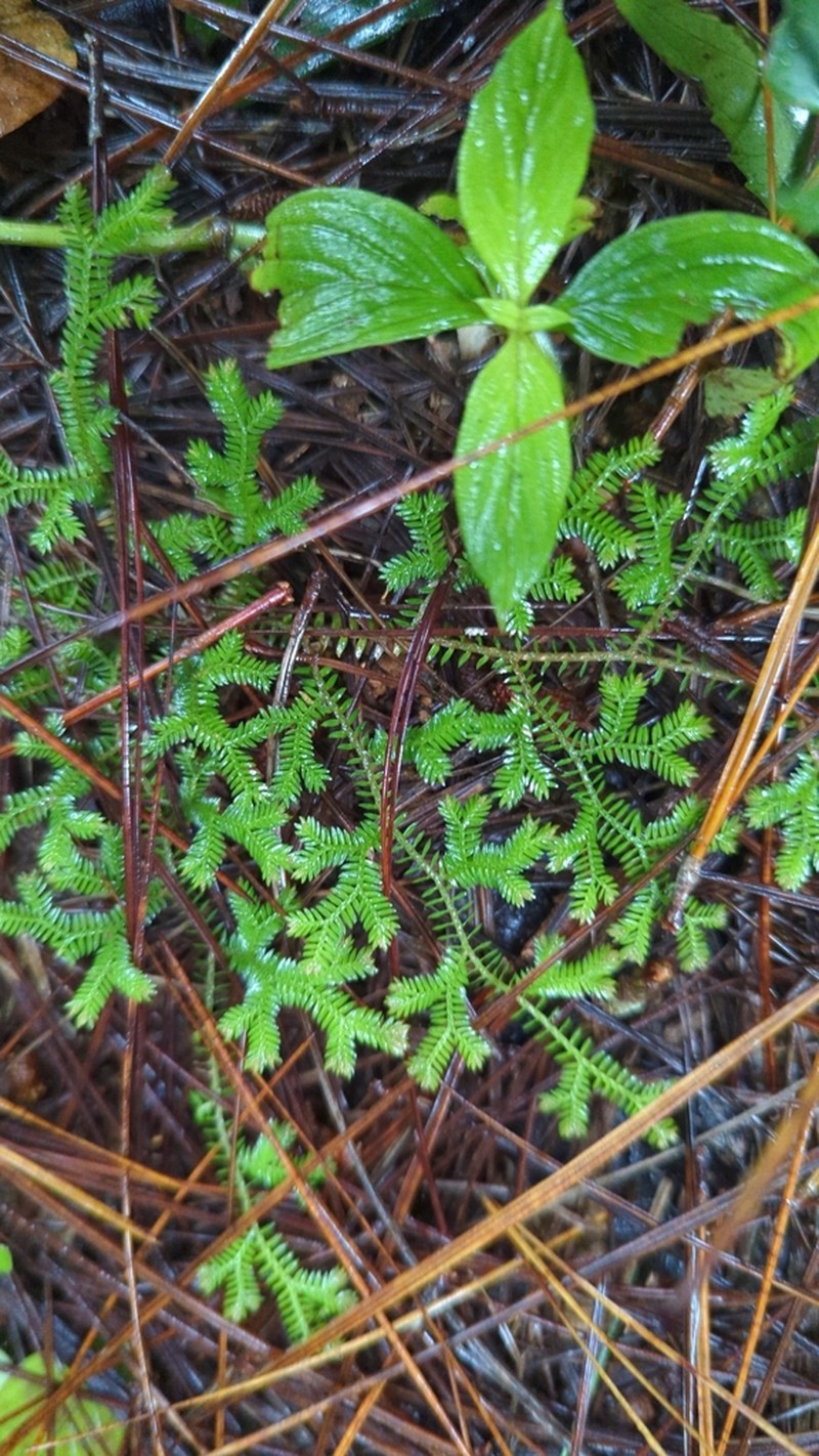 Selaginella fissidentoides photo 7