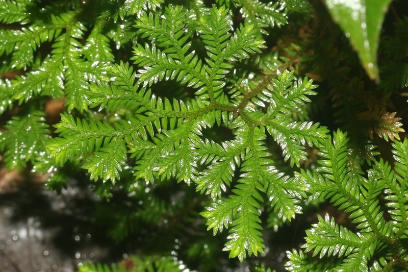 Selaginella fissidentoides photo 8