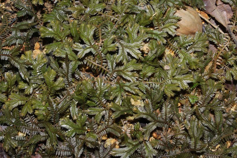 Selaginella fissidentoides var. amphirrhizos