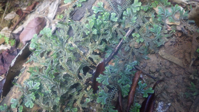 Selaginella fissidentoides var. amphirrhizos photo 2