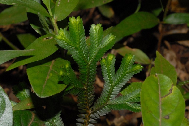 Selaginella fissidentoides var. amphirrhizos photo 4