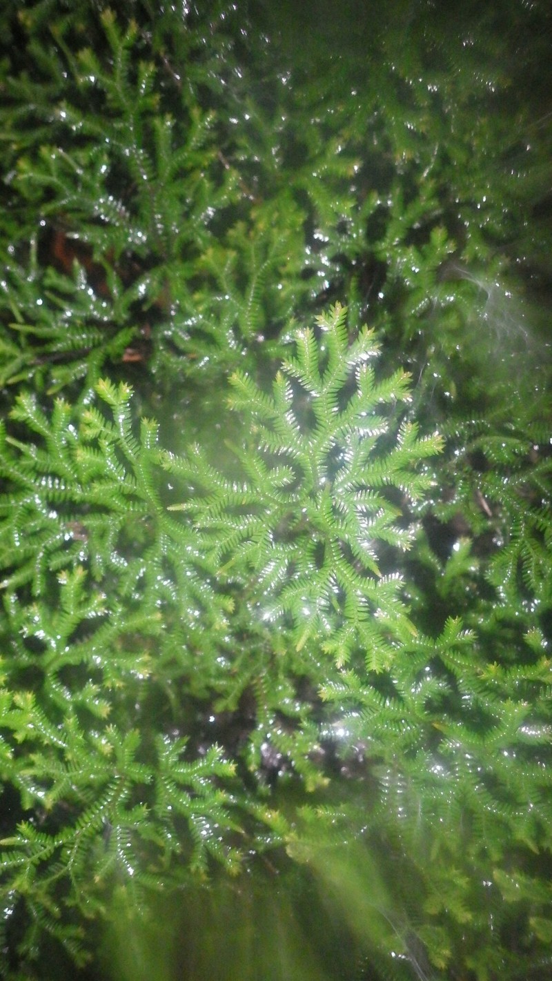 Selaginella fissidentoides var. fissidentoides
