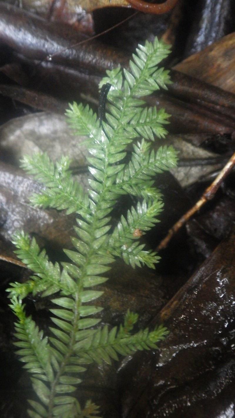 Selaginella fissidentoides var. fissidentoides photo 2