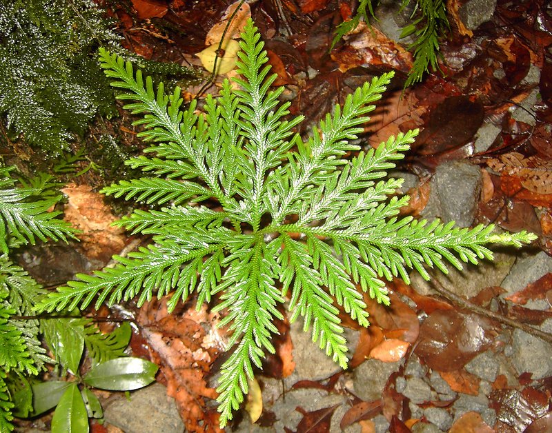 Fan Spikemoss