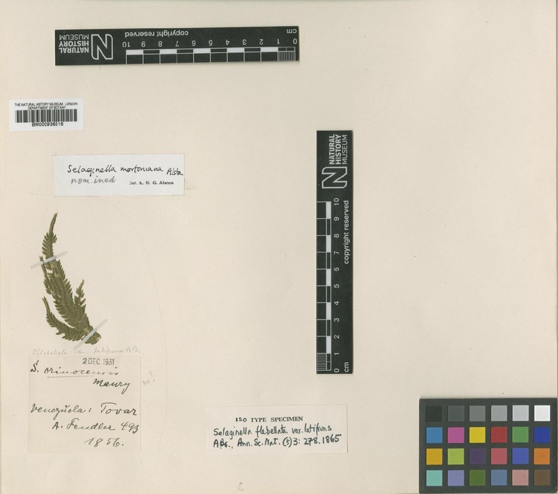 Selaginella flabellata var. latifrons