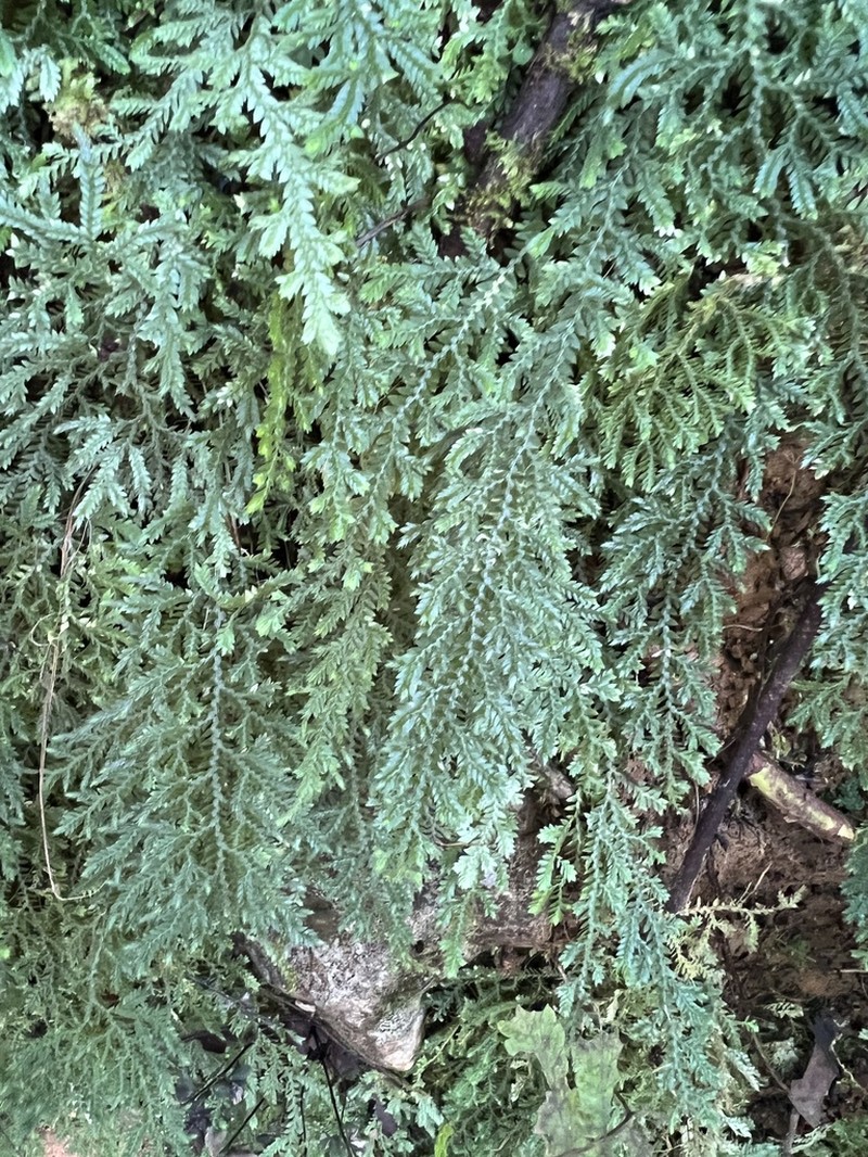 Selaginella flabellum