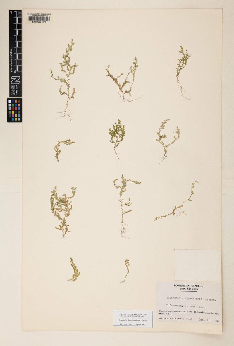 Selaginella flabellum photo 3