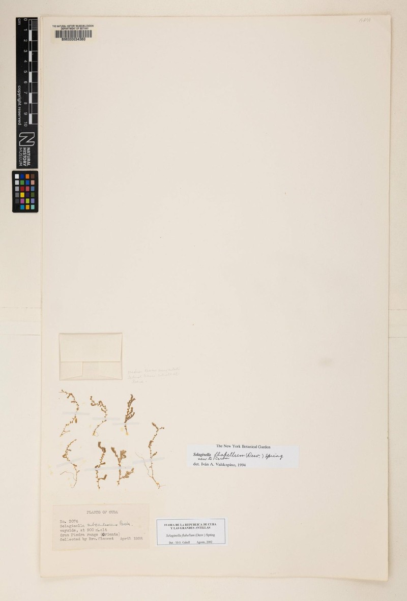 Selaginella flabellum photo 4