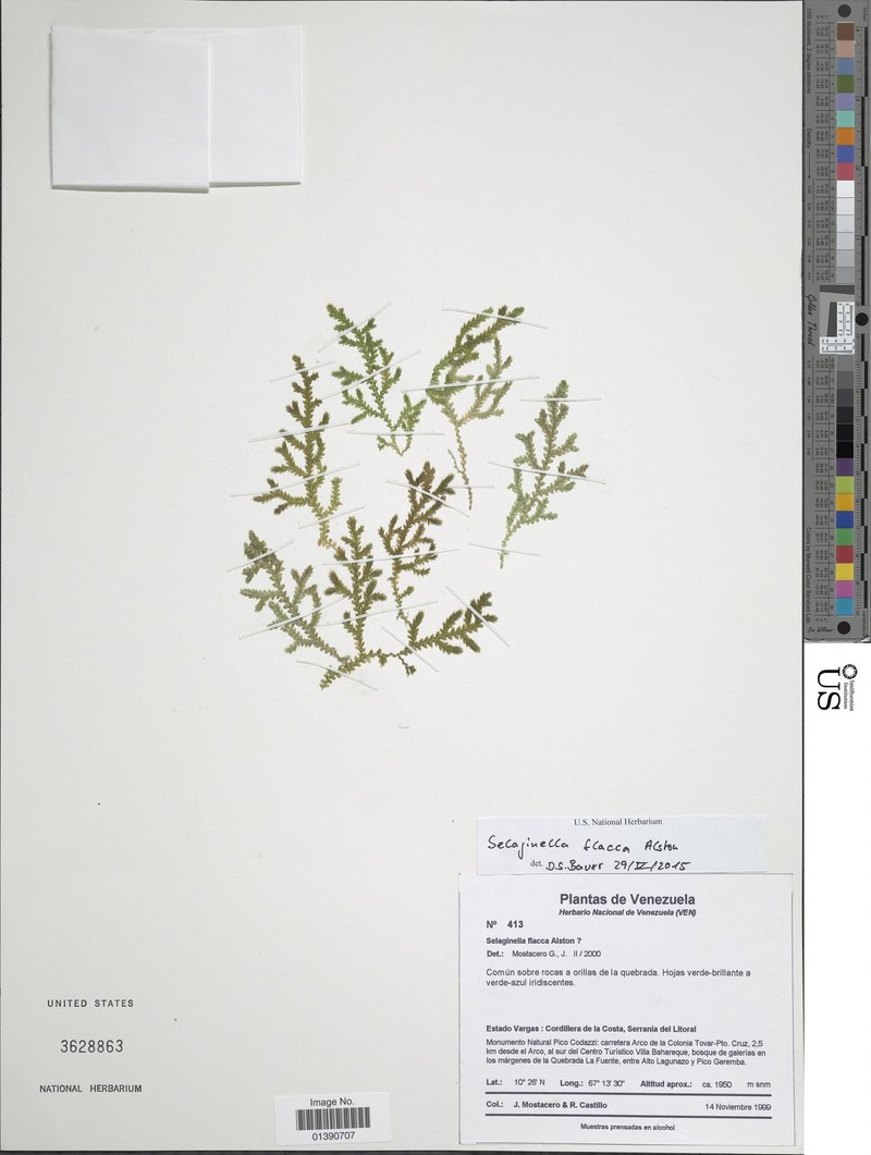 Selaginella flacca