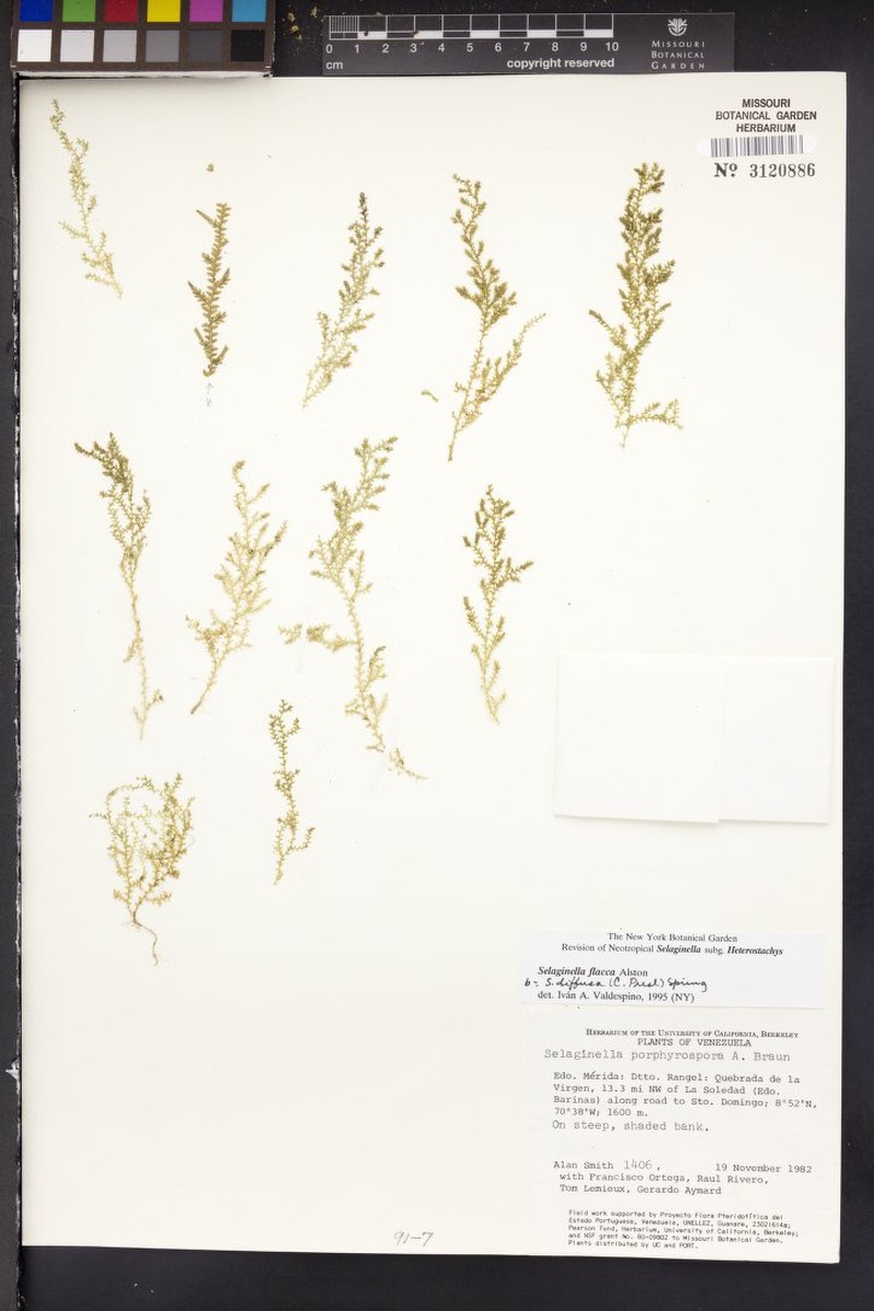 Selaginella flacca photo 2