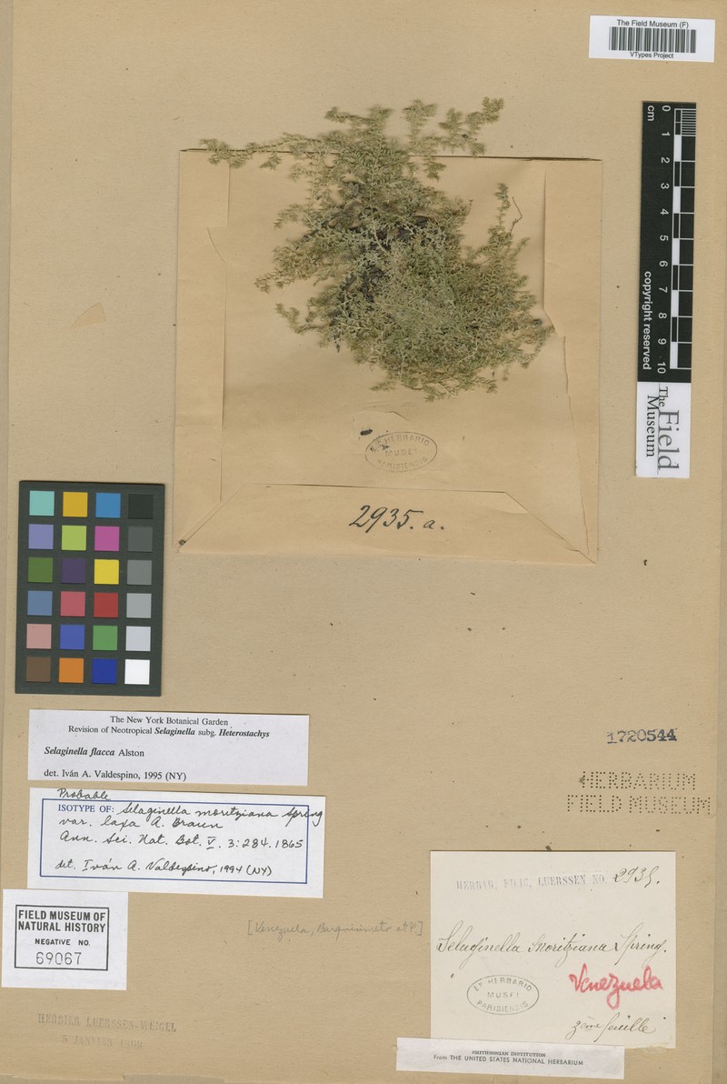 Selaginella flacca photo 3