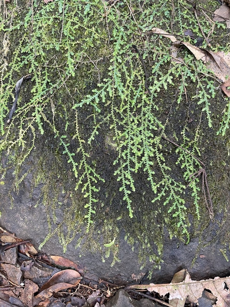Selaginella flagellata
