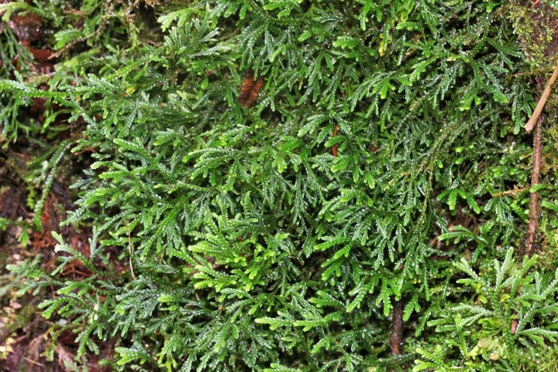 Selaginella flagellata photo 2