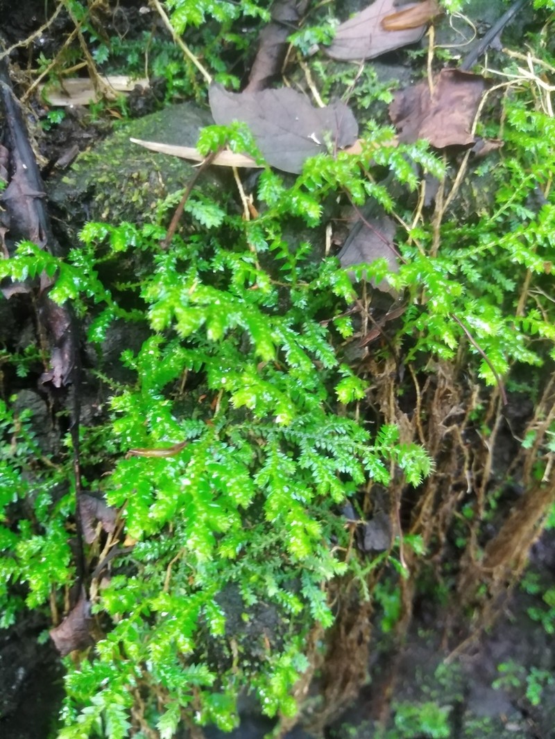 Selaginella flagellata photo 3