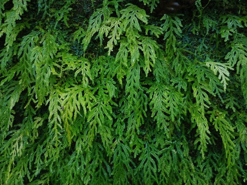 Selaginella flagellata photo 4