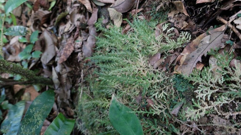 Selaginella flagellata photo 5