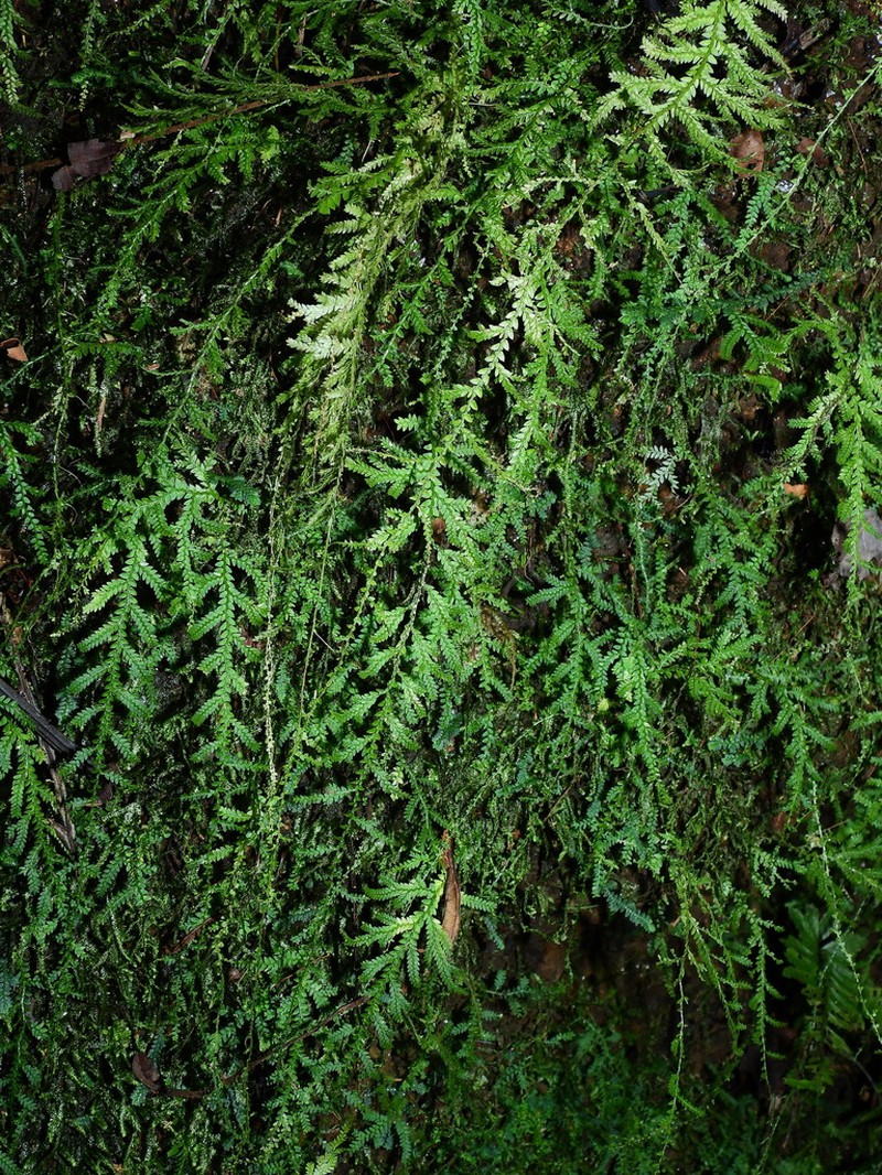 Selaginella flagellata photo 6