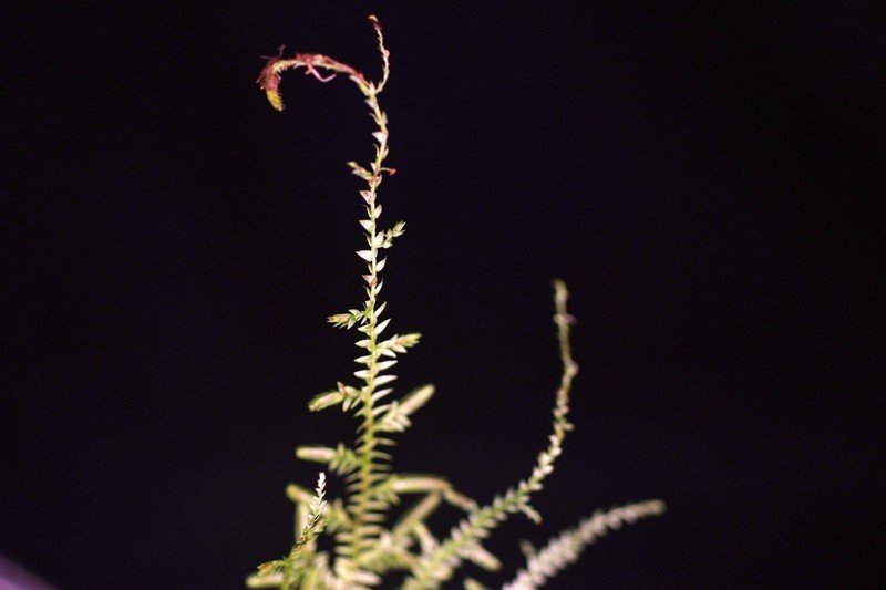 Selaginella flagellata photo 7