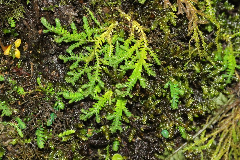 Selaginella flagellata photo 8