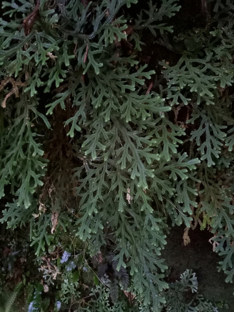 Selaginella flexuosa