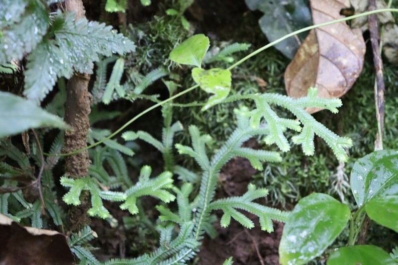 Selaginella flexuosa photo 2