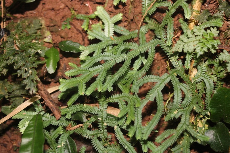 Selaginella flexuosa photo 3