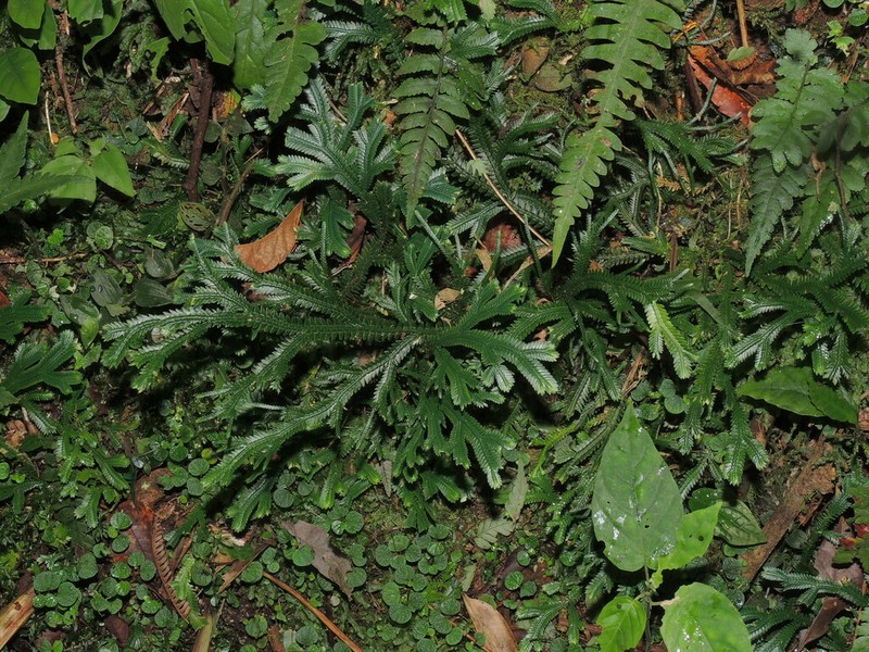 Selaginella flexuosa photo 4