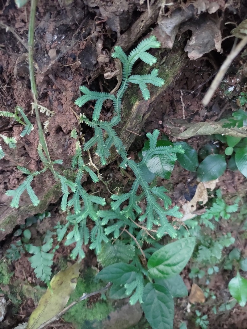 Selaginella flexuosa photo 5
