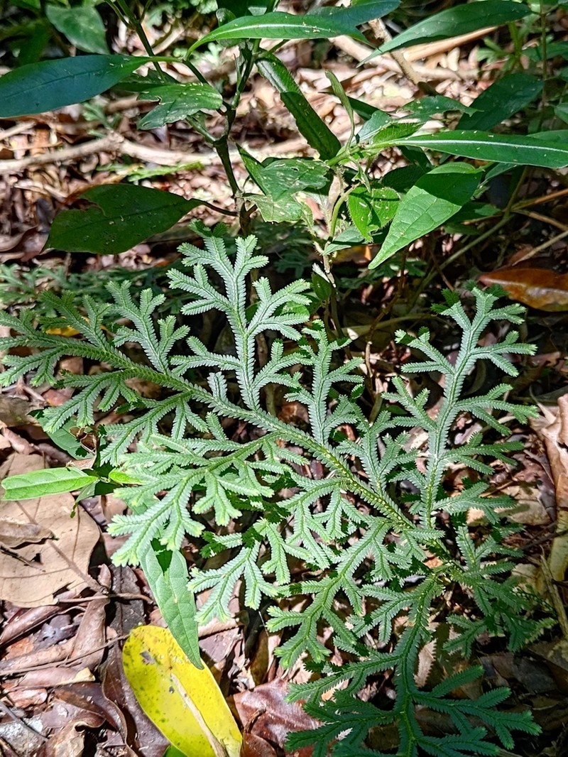 Selaginella flexuosa photo 6