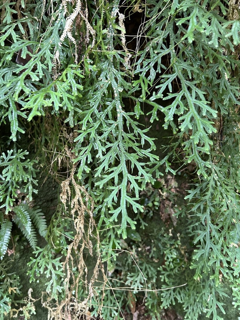 Selaginella flexuosa photo 7