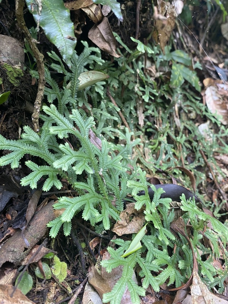 Selaginella flexuosa photo 8