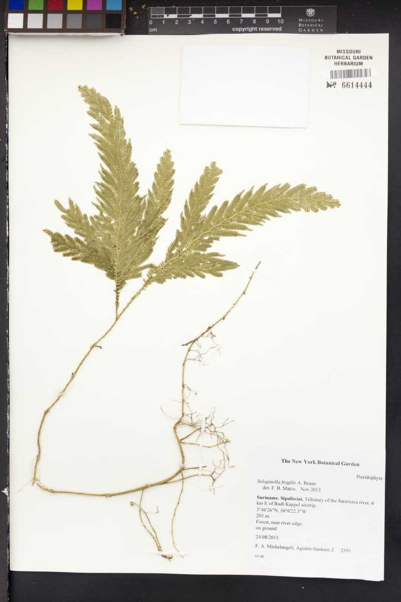 Selaginella fragilis