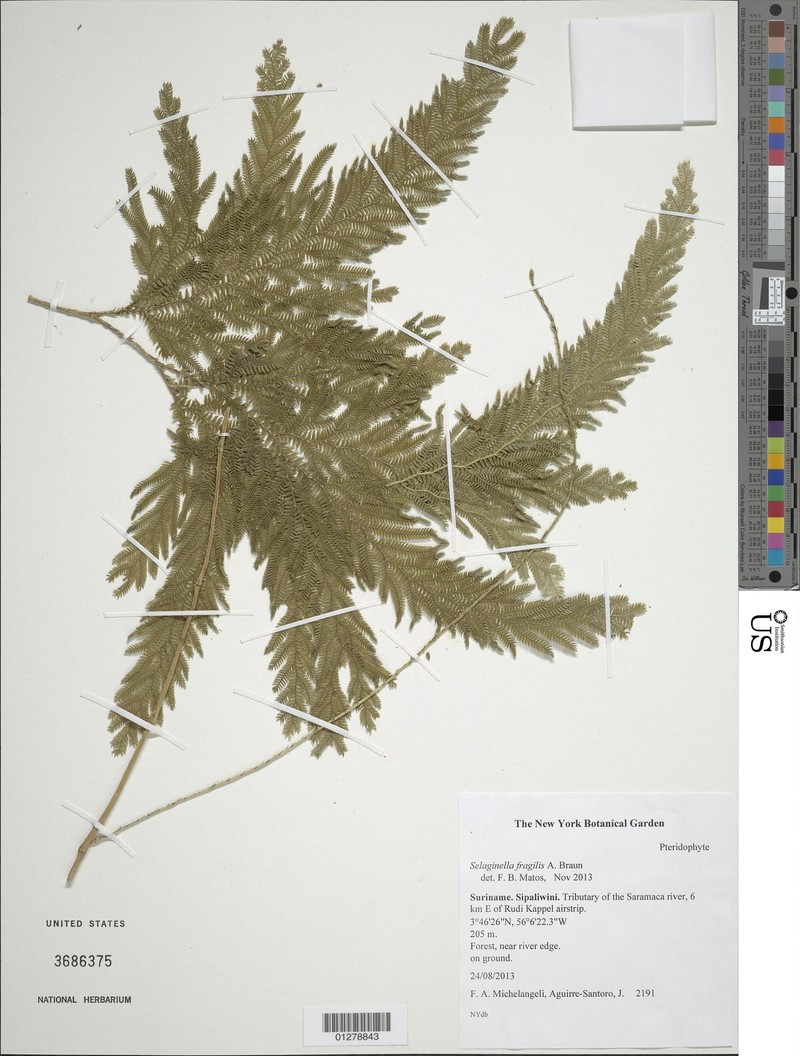 Selaginella fragilis photo 2