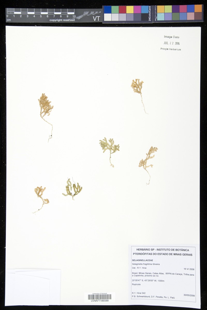 Selaginella fragillima