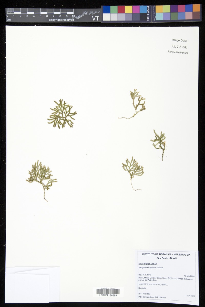 Selaginella fragillima photo 2