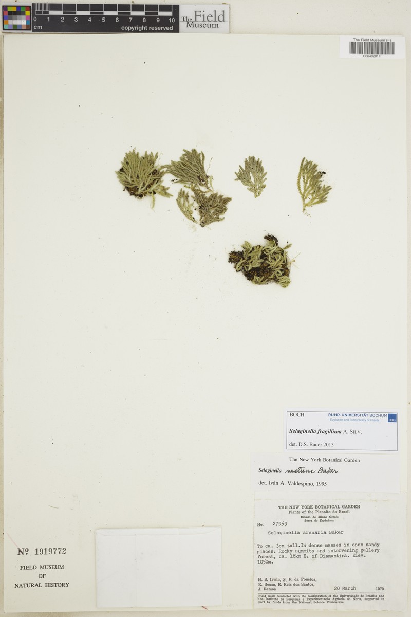 Selaginella fragillima photo 3