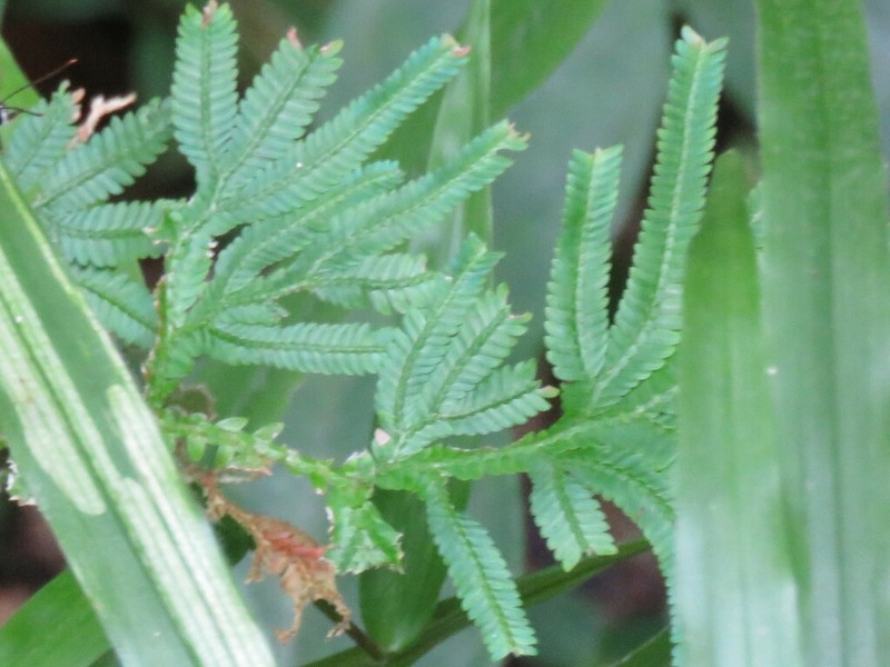 Selaginella frondosa