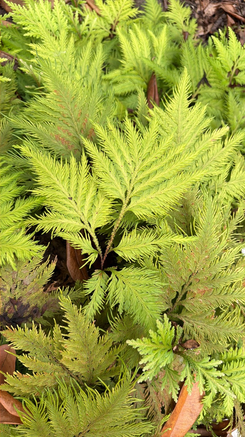 Selaginella frondosa photo 2