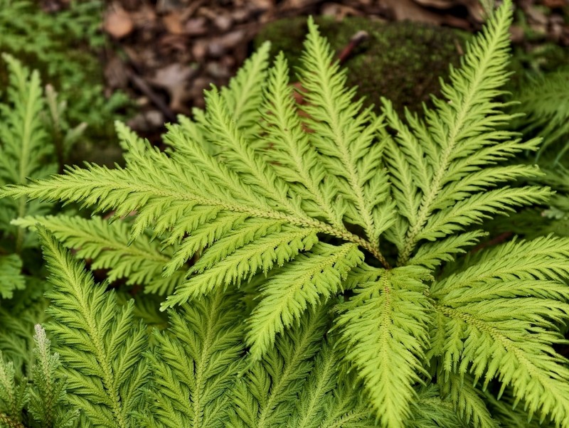 Selaginella frondosa photo 3
